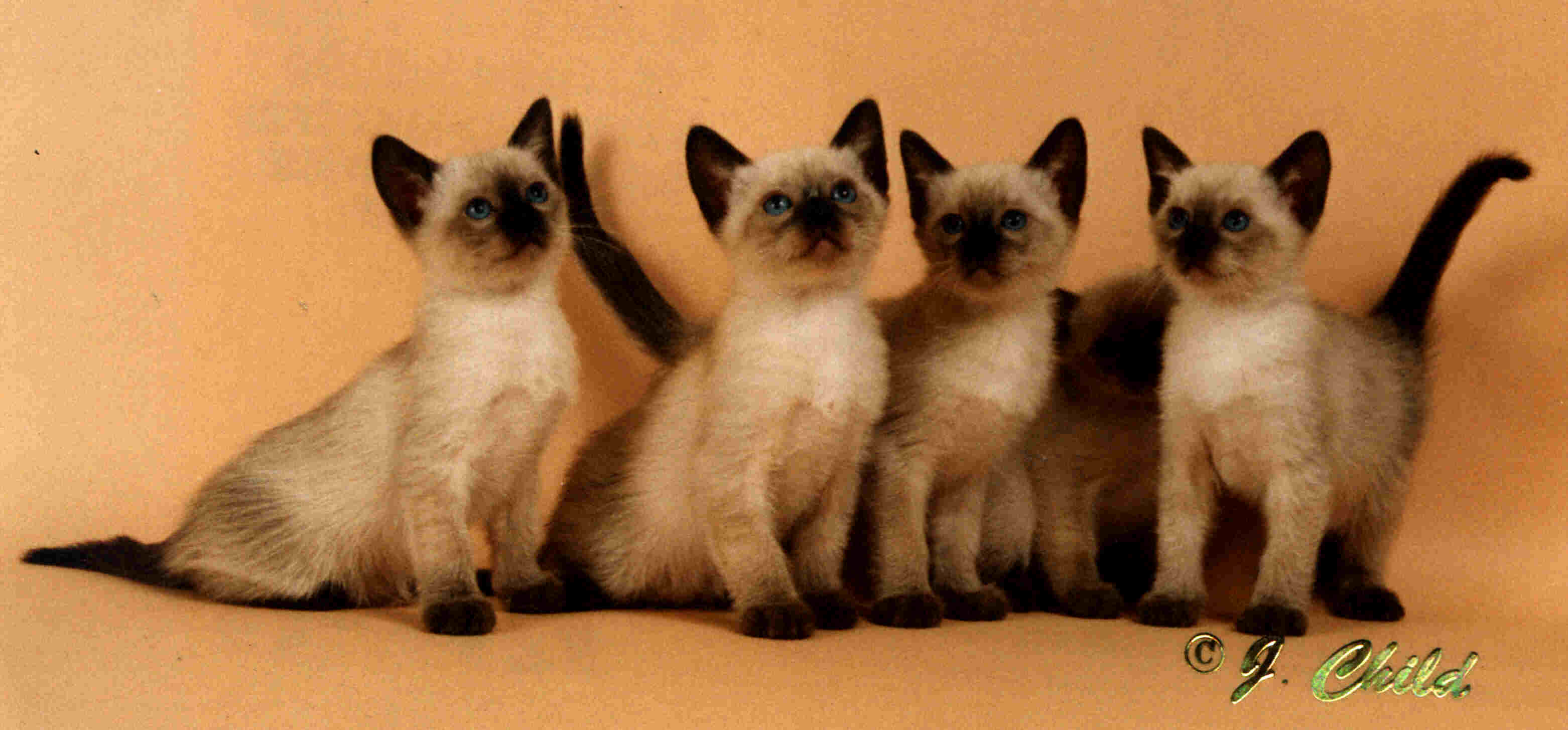 Siamese Kitten Growth Chart
